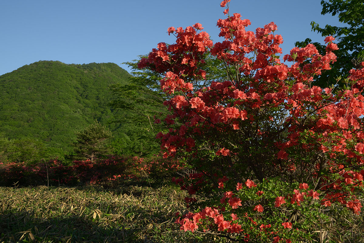 相馬山山麓に咲くツツジ